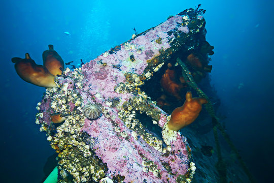 ascidia purple underwater photo coral reef