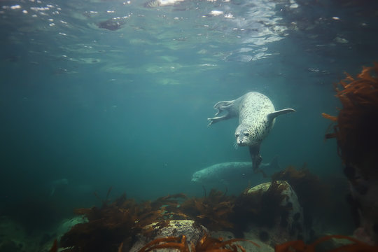 seal underwater photo in wild nature