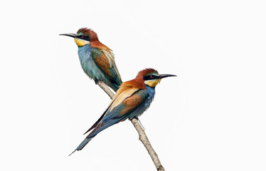 beautiful colorful birds sitting on a tree branch, isolated background