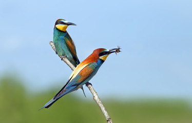 beautiful colorful birds the bee-eaters sitting on a tree branch