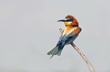 beautiful colorful birds sitting on a tree branch, isolated background