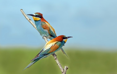 beautiful colorful birds the bee-eaters sitting on a tree branch