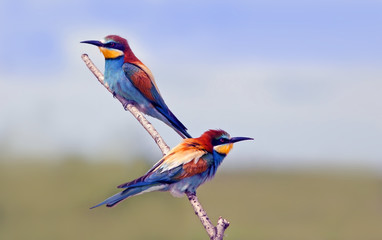 beautiful colorful birds the bee-eaters sitting on a tree branch