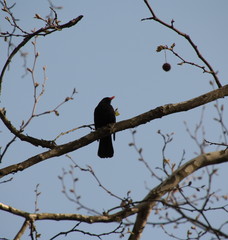 Star auf Futtersuche am Waldrand, gesehen in Mannheim, Herbst 17
