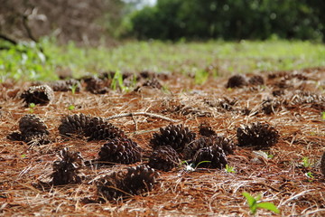 pine cones and pine cones fallen on the floor for Christmas