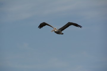 Fototapeta premium Pelikan im Flug