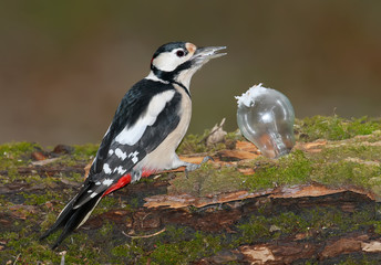 great spotted woodpecker near a bulb