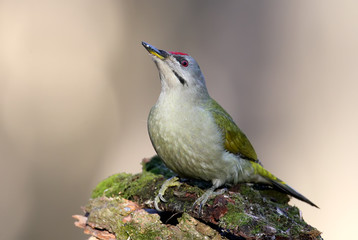 A Male grey woodpecker unusual perspective portrait.