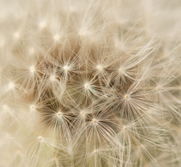 Fototapeta na wymiar dandelion with seeds