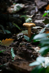 Mushroom in the forest