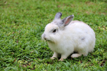 White rabbit on green grass in the garden