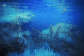 Seabed with algae and corals
