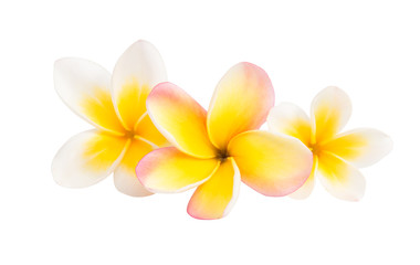 frangipani flower isolated