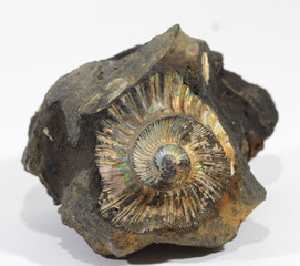 ammonite