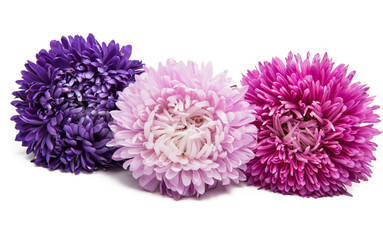 Naklejka premium beautiful asters flower isolated