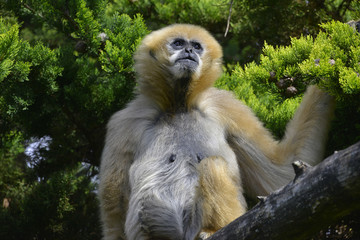 Gibbon à mains blanches pensif