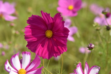 Fototapeta premium Kosmos