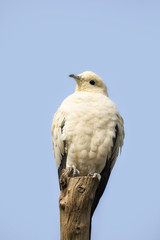 Pied Imperial Pigeon
