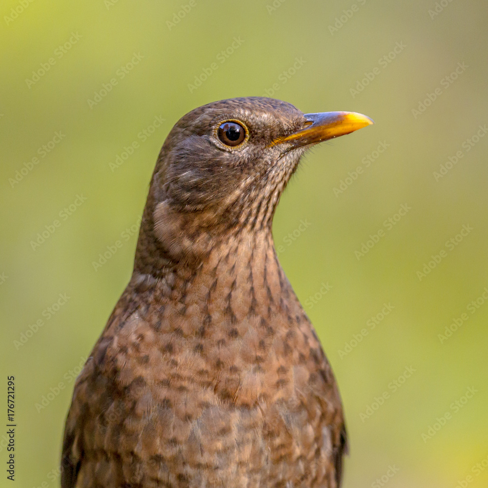 Poster Female blackbird headshot