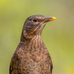 Female blackbird headshot