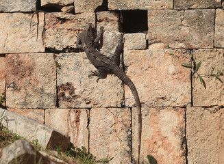 Varans in the ruins of Uxmal, Mexico 