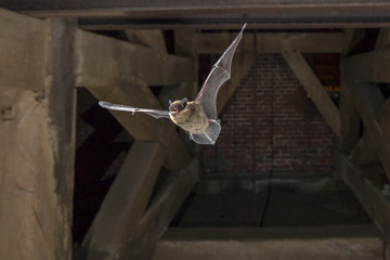 Flying pipistrelle bat in church tower - obrazy, fototapety, plakaty