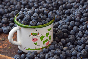 Fresh ripe blueberry berries in old metal mug