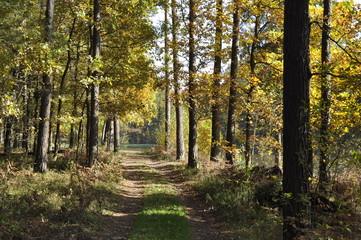 Złota polska jesień