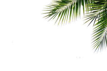 Fototapeta na wymiar Leaves of coconut tree on white background