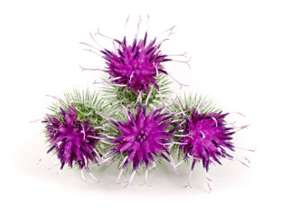 Burdock flower isolated on white background. Medicinal plant: Arctium