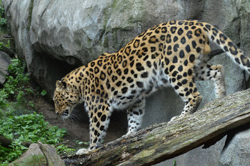 Amur Leopard