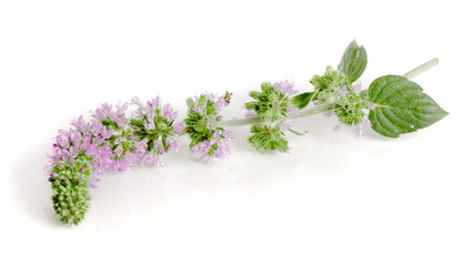 fresh peppermint herb with flowers isolated on white background