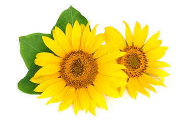 Two sunflowers with leaves isolated on white background