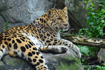 Amur Leopard