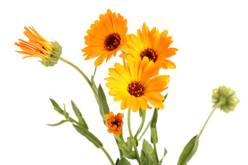 Calendula officinalis. Marigold flower with leaf isolated on white background