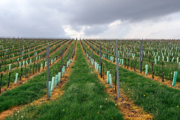 Fototapeta na wymiar Rows of Vineyard Grape Vines. Spring landscape with green vineyards. Grape vineyards of South Moravia in Czech Republic.