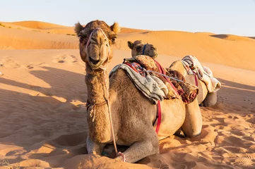 Gordijnen Close-up on Camel sitting on the ground and looking straight - Oman desert © UlyssePixel