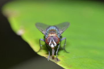 Close-up, Small fly