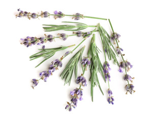 Fototapeta premium Twig of lavender with leaves isolated on a white background