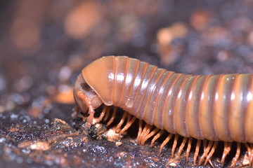 millipede