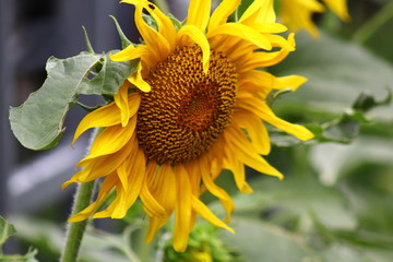 Sunflower I