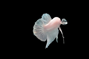 White platinum Fighting fish.