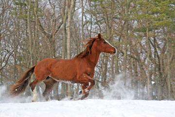 Red Horse Winter 
