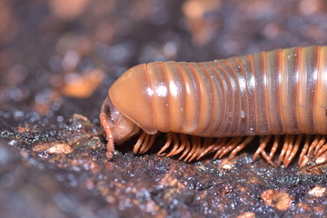 millipede