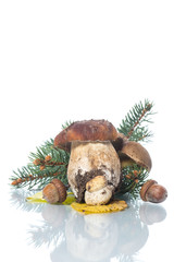 Mushroom Boletus isolated on White Background
