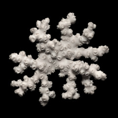 White dried coral branch