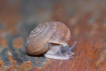 Snail, On the wood
