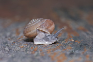 Snail, On the wood
