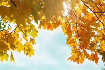 texture of autumn leaves and branches, autumn concept, seasonality