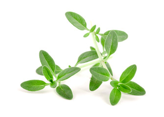 Fresh thyme spice isolated on white background